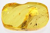 Giant, Detailed Fossil Pseudoscorpion in Baltic Amber #362678-1